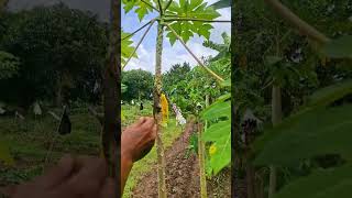 kadal dipohon pepaya #shortvidio #nature