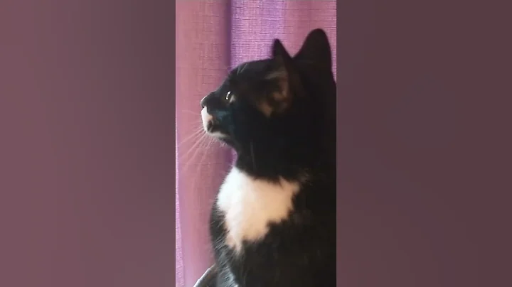 Watch the video about Tuxedo Kitty on Tower Getting More Pets ᓚᘏᗢ