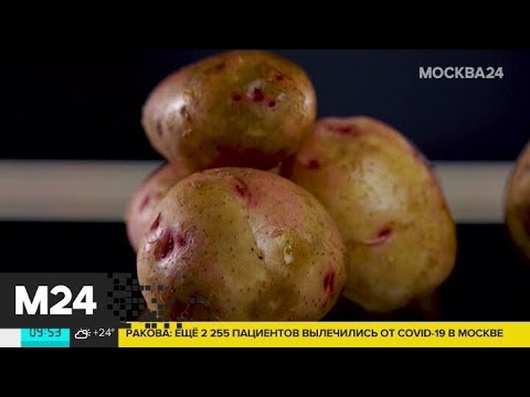 Как выбрать картофель Москва 24