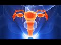 Human Physiology - Functional Anatomy of the Female Reproductive System