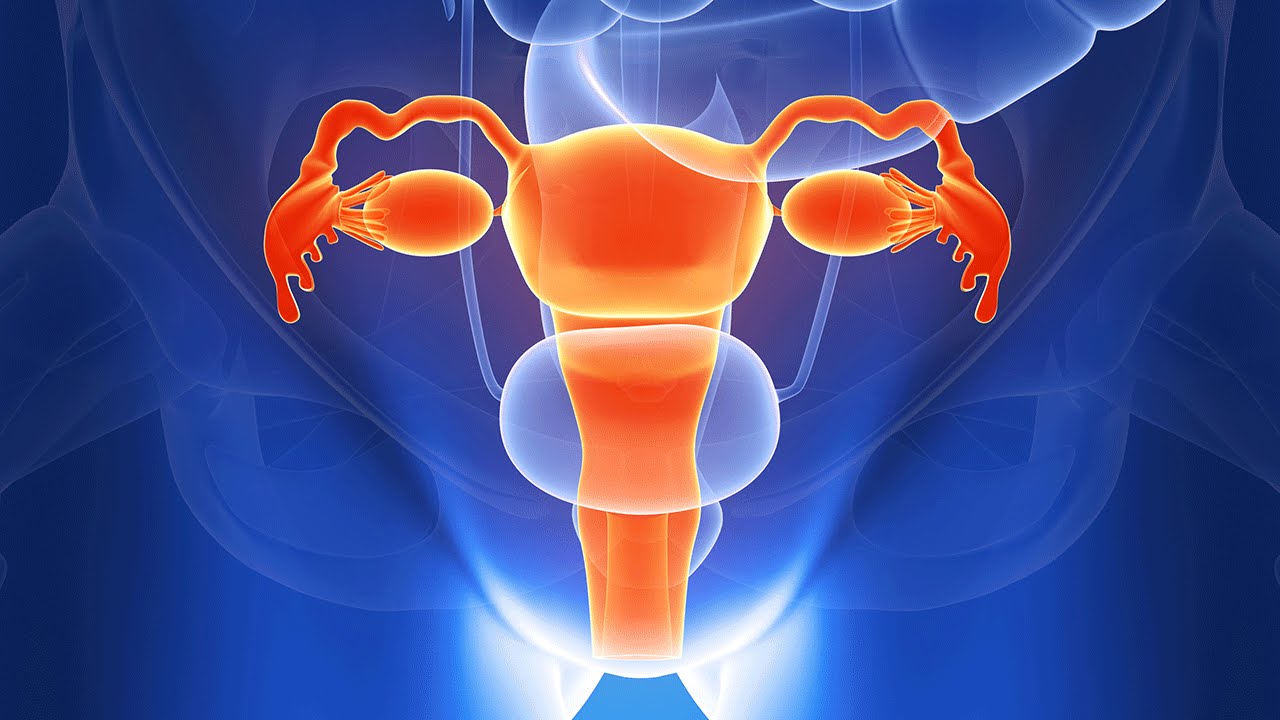 Female Reproductive System Anatomy : Female Reproductive System - Learn