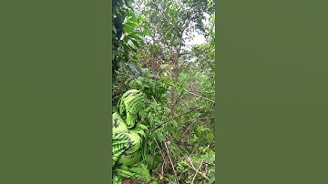 Penyamaran Mikat Burcil Di Semak Semak Burungnya Hinggap Bergantian #birds #shorts