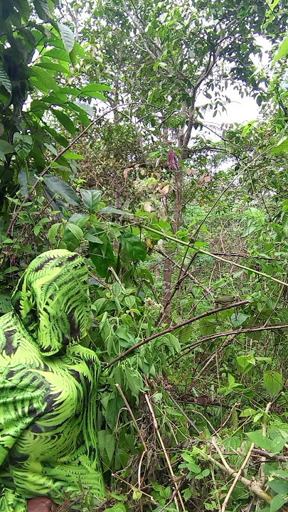 Penyamaran Mikat Burcil Di Semak Semak Burungnya Hinggap Bergantian #birds #shorts
