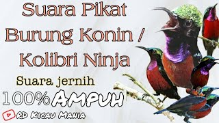 Suara Pikat Burung Konin/Kolibri Ninja