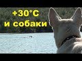 +30°C и собаки