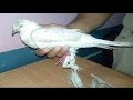 Pak spy pigeon with a message for Modi is arrested