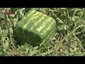 Квадратные арбузы вырастил фермер из Одесской области