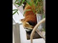 ☺️In Fuzhou, Xiao Xue (Little Snow) the red panda is living the good life—totally chill &amp; carefree.✨