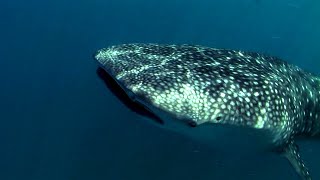 Ocean Oases: Discover the Hidden Underwater Worlds of Marine Life