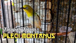 PLECI MONTANUS ( Monty ) ‼️ Terapi Pleci Agar Ngeriwik Kasar