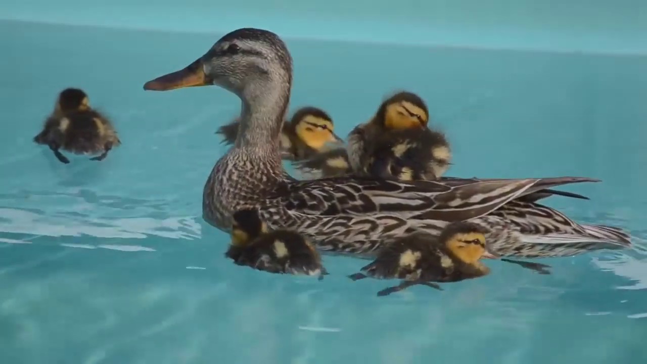 Песня про уток. Песня селезень. Duck quack. Атай утка фото. Песня про уточку для детей.