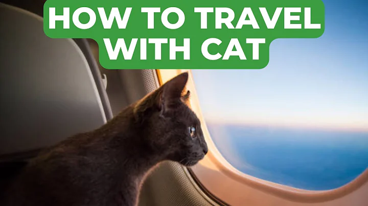 How to Travel with Your Cat: Tips and Advice for Stress Free Journeys