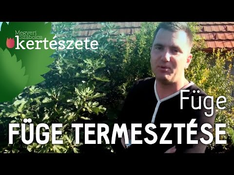 Videó: A fügegyökér-fonálféreg tünetei – A gyökércsomó-fonálféreg felismerése a fügefákon