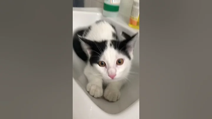 Video 6973951: tom cat funny, cat baby attack, laugh funny cat, funniest cats