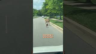 Mama Deer Saves Baby on Busy Road! 🦌❤️