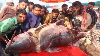 400 Years Old Biggest Fish Fair Traditional Poradaho Macher Mela In Bogra Deshi Food Channel 🐟 2019 400 Years Old Biggest Fish Fair Traditional Poradaho Macher Mela In Bogra Deshi Food Channel 🐟 2019