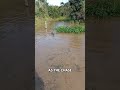A wild boar dives into the swamp to escape the hunting dogs #huntingdog #pig