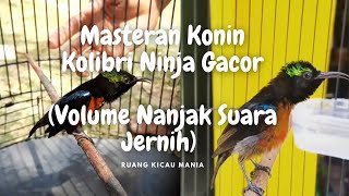 Download Lagu Masteran Konin Kolibri Ninja Gacor ( Volume Nanjak Suara Jernih ) MP3