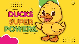 Duck Facts for Kids | How Ducks Swim, Quack, and Stay Dry