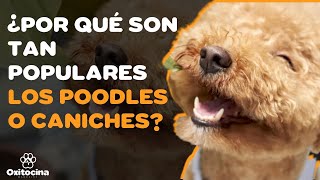 POODLE O CANICHE: 9 COSAS que debes saber