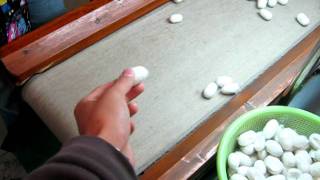 Grading of the Cocoons