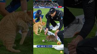 Wait Cat U0026 Rat Appear On Cricket Pitch Players Shocked  shorts