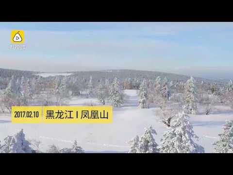 黑龙江林海雪原凤凰山，工人喊号子抬巨木