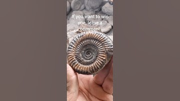 a minute prep. #fossils #fossilfinds #fossilhunter #fossilprep #fossilflip #ammonite #whitby