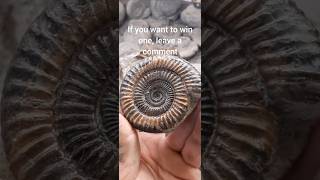 a minute prep. #fossils #fossilfinds #fossilhunter #fossilprep #fossilflip #ammonite #whitby