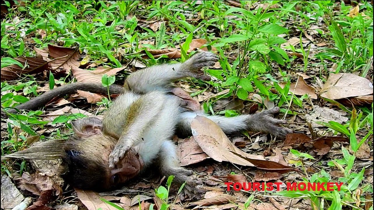 Baby Duke grow up very fast, Nice to hear Dutchess feed baby Duke well, Good Mommy monkey