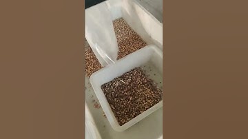 Use a color sorter to select impurities from yellow beans #machine #ricecolorsortermachine #farming