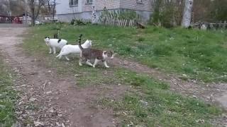 Video 75: коты в гараже, кошки, котята белые красивые Video 75: коты в гараже, кошки, котята белые красивые