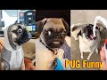 Pug Funny Moments - Cute Dog Videos | Pets Funny