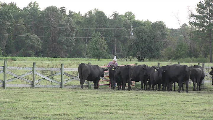 Angus VNR: Management reflects marketing outcomes