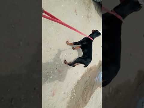 Doberman 4 Month Male Sale cropped Dogshub India 9950330009 sheppard software