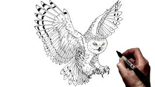 How To Draw A Snowy Owl | Step By Step