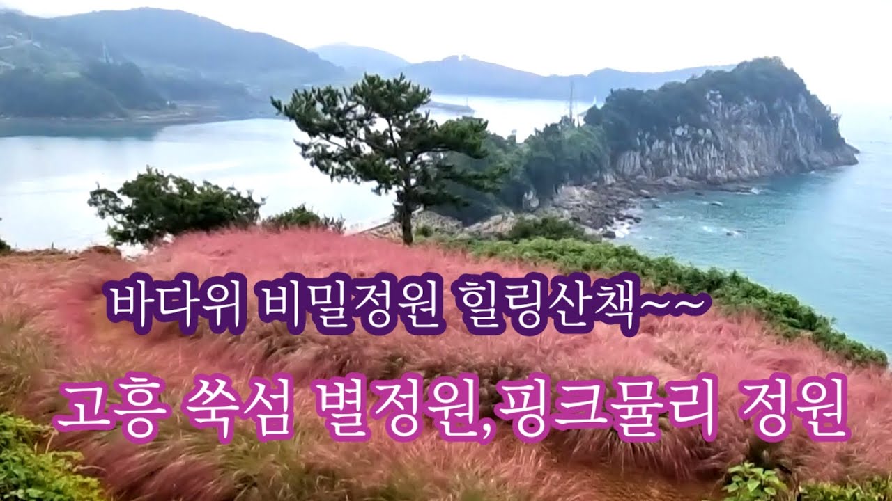 🍂[고흥쑥섬여행] 바다위 비밀 정원,핑크뮬리, 별정원 야생화 팜파스, 코스모스,아름다운 풍경,