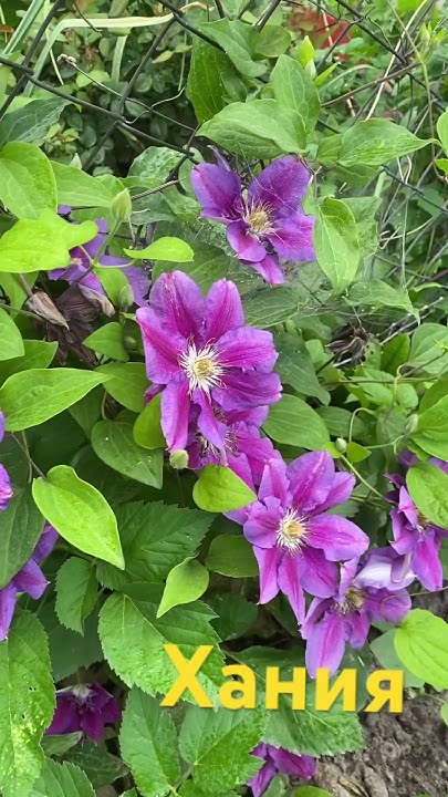 Клематис Хания#малоуходныйсад #клумба #garden #Клематисы - YouTube