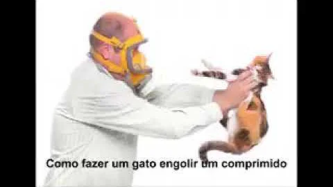 Como dar remédio para gato humor?