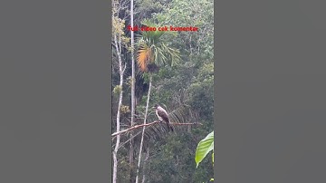 ▶️ lakukan hal ini d di jamin anak burung kutilang cepat jadi pikat #kutilangmania #pikatkutilang