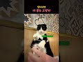 건드리면 끝까지 책임져야 되는 고양이