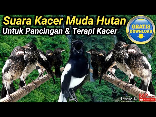 SUARA KACER MUDA HUTAN class=