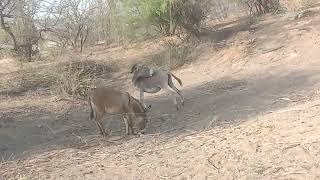 Gadhy eatings Something #animals #donkey #gadha