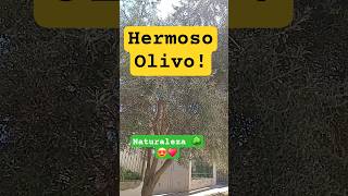 Hermoso Olivo #arboles