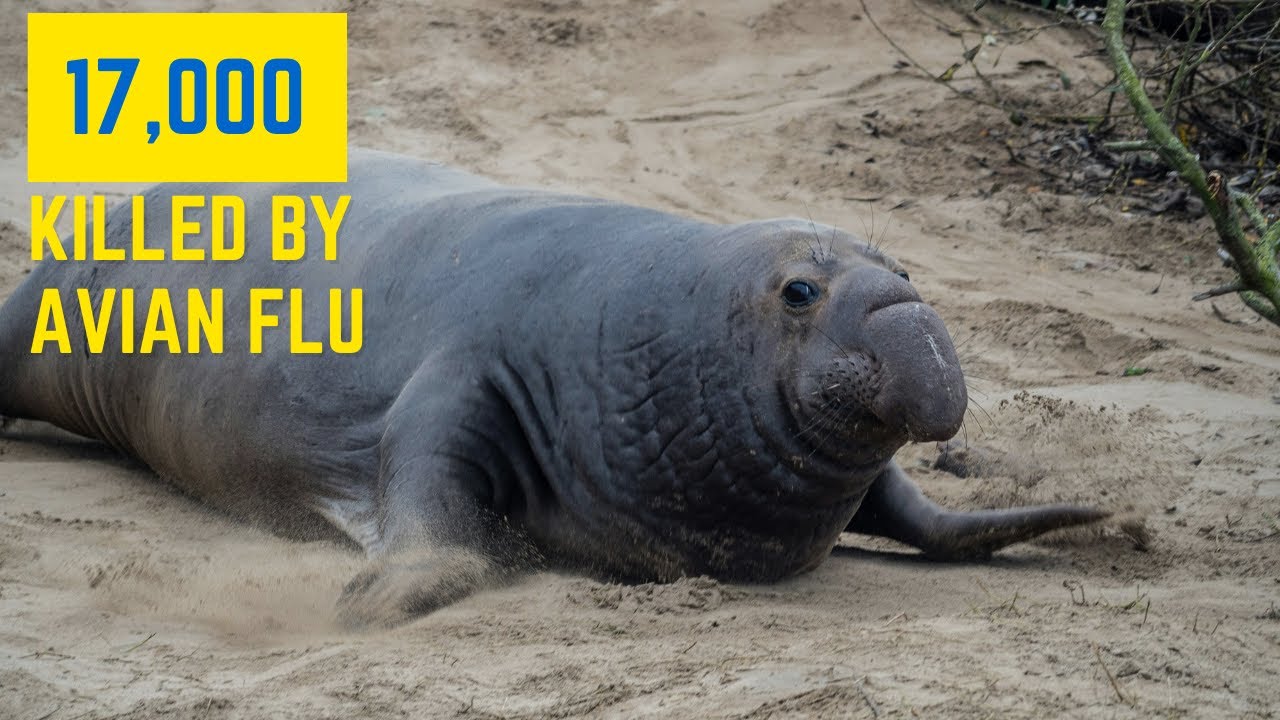 The Impact of Avian Flu: 17,000 Elephant Seals Lost in Argentina