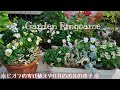 11月のお花日記🌼ビオラの寄せ植え3種類作りました🌿【花パトロール】