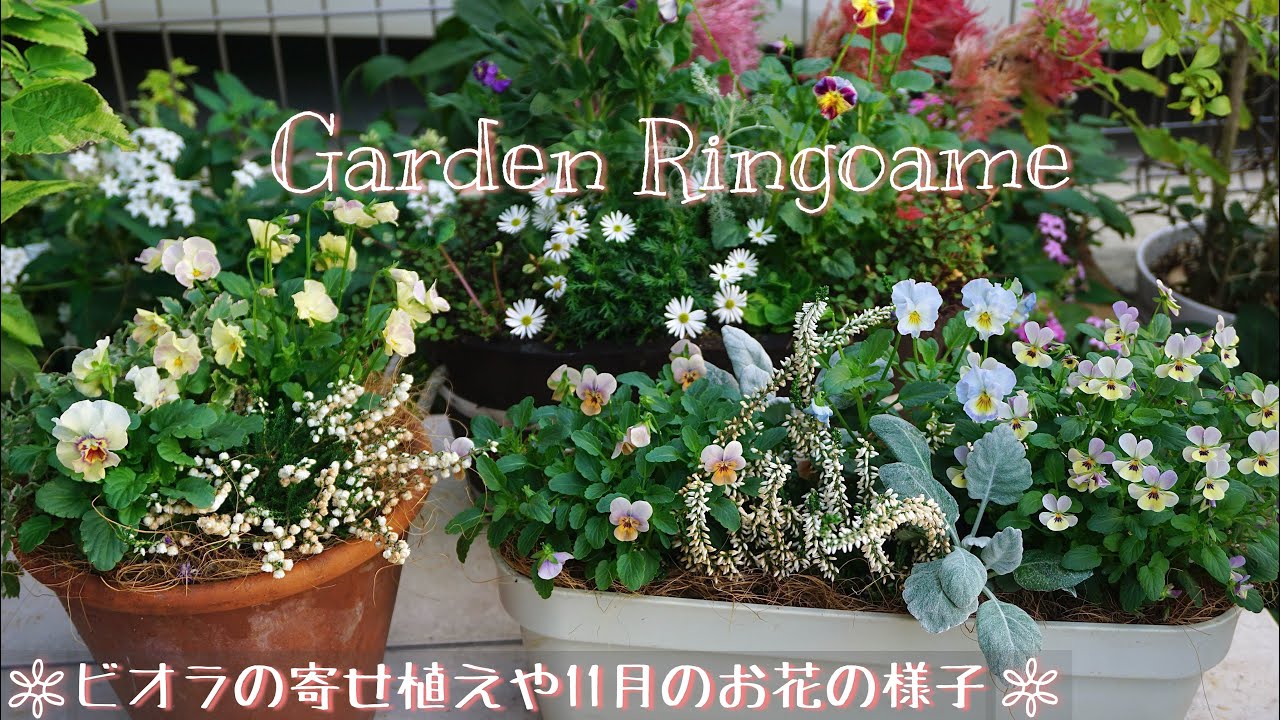 11月のお花日記🌼ビオラの寄せ植え3種類作りました🌿【花パトロール】