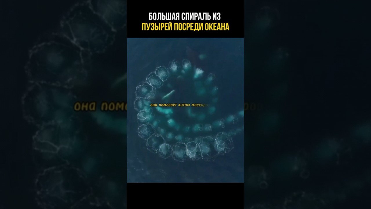 Для чего киты делают спираль в океане 