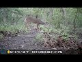 Nice Buck