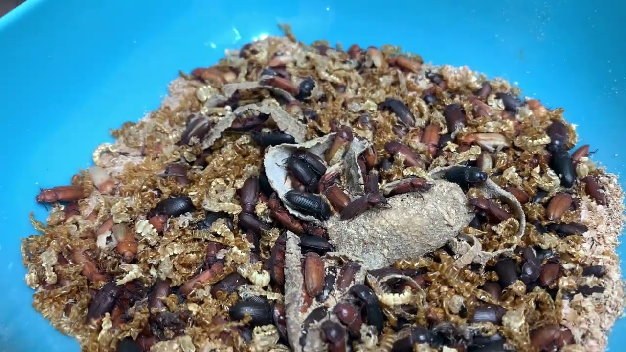 الدود القبابي الى اي عمر ممكن ان يصل